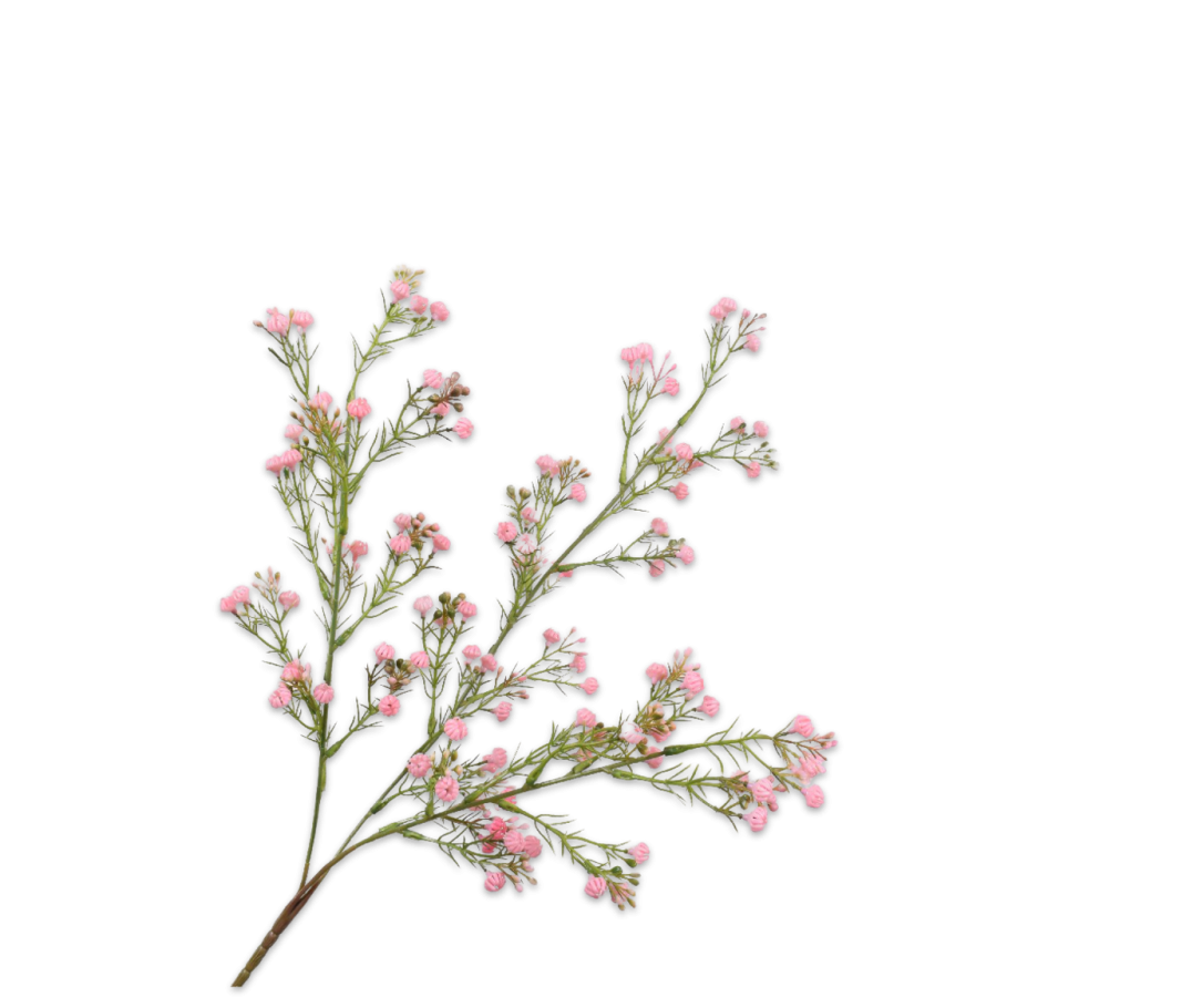 Gypsophila Spray Pink 70cm